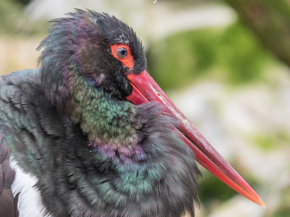 J rgen Zoo Augsburg 04