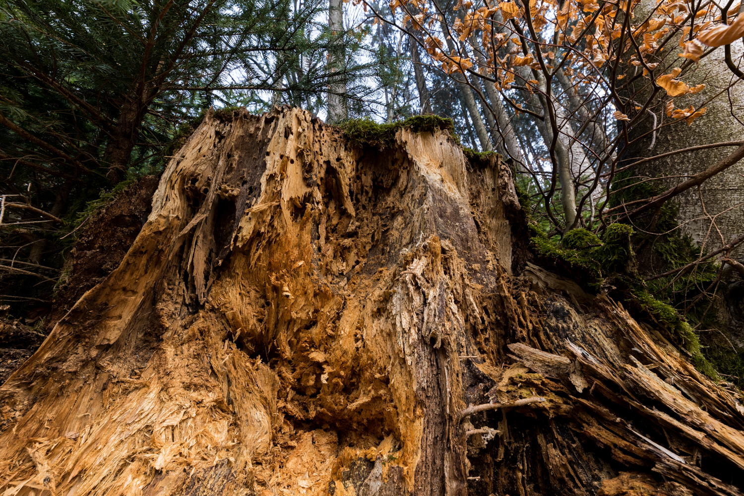 1 Wurzel vermodert 156269 19 04 13CK HDR