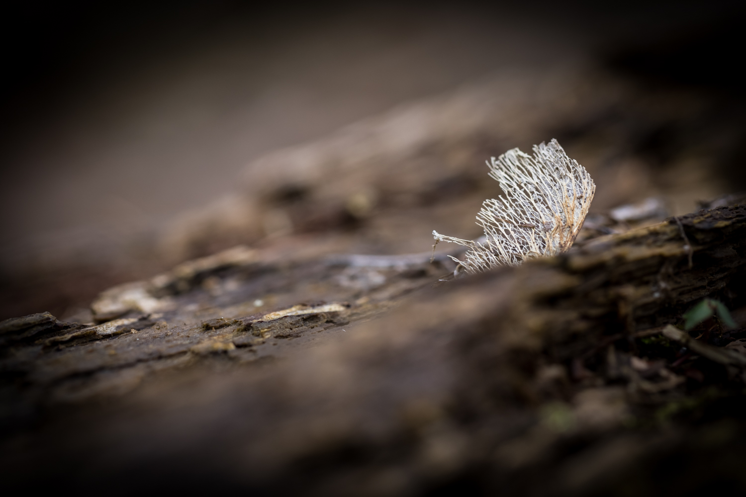 11 Blatt verwelkt 156130 19 04 12CK HDR