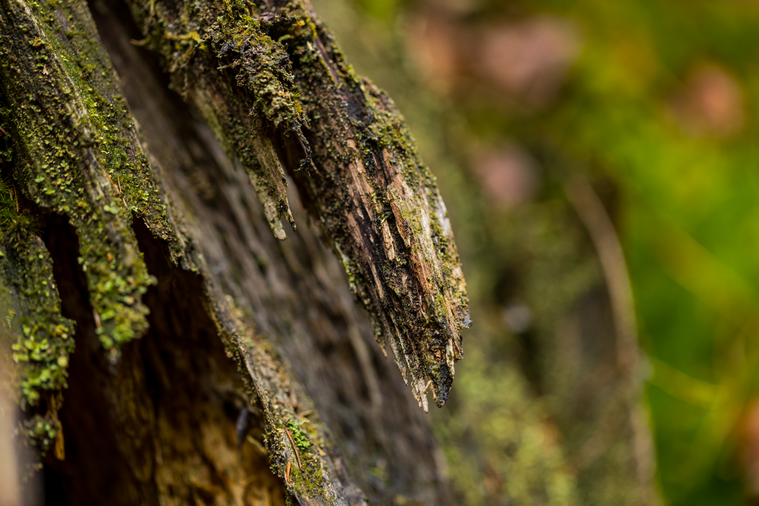 14 Wurzel vermodert 156334 19 04 13CK HDR