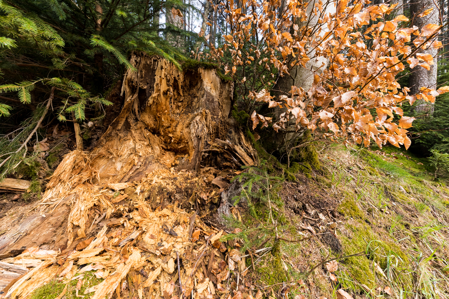 2 Wurzel vermodert 156274 19 04 13CK HDR