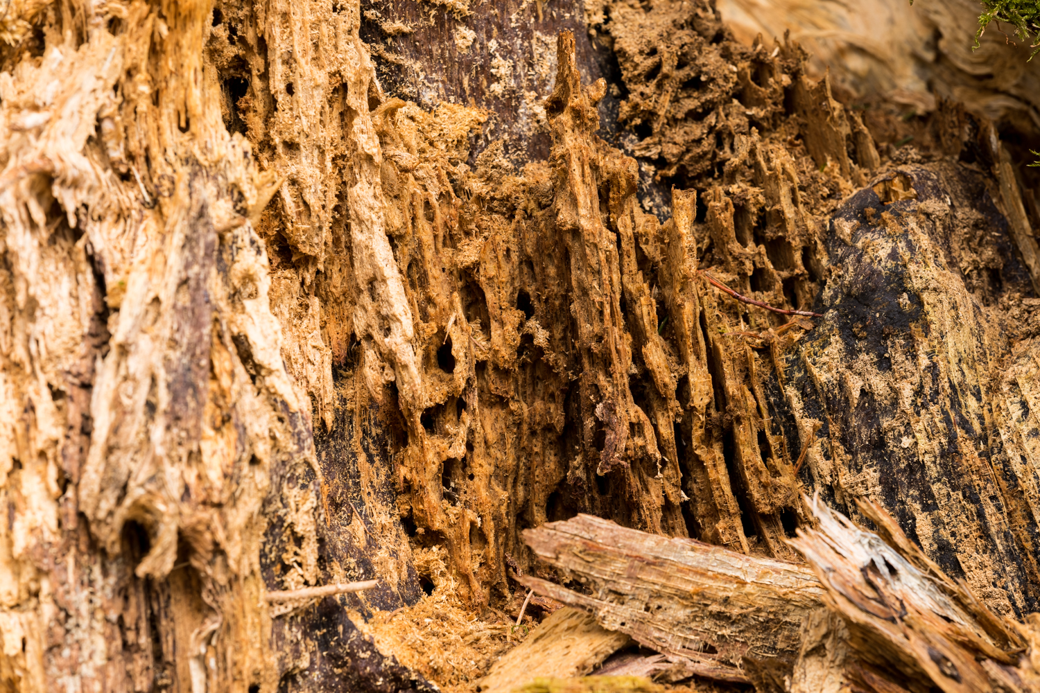 3 Wurzel vermodert 156279 19 04 13CK HDR