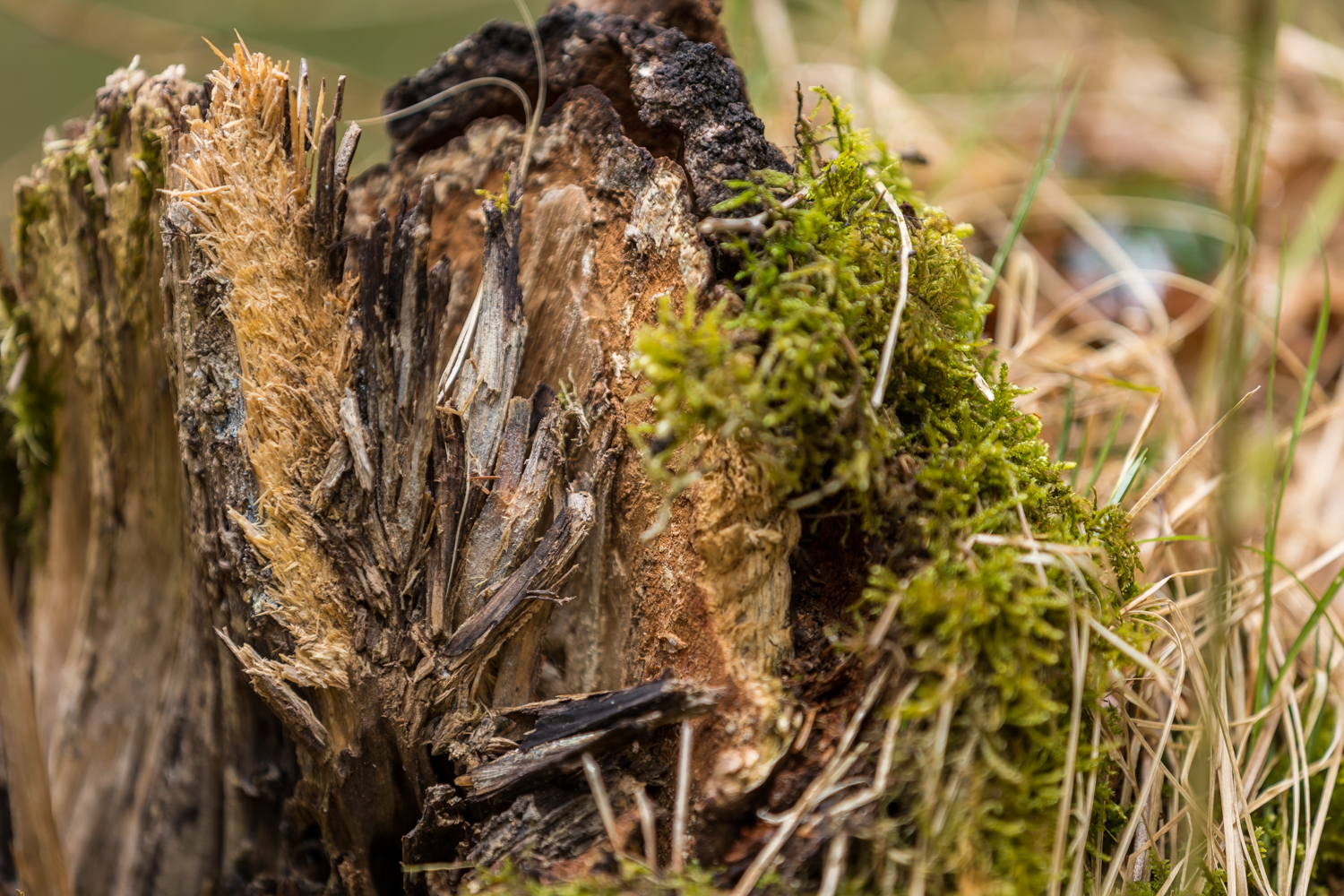 5 Wurzel vermodert 156289 19 04 13CK HDR