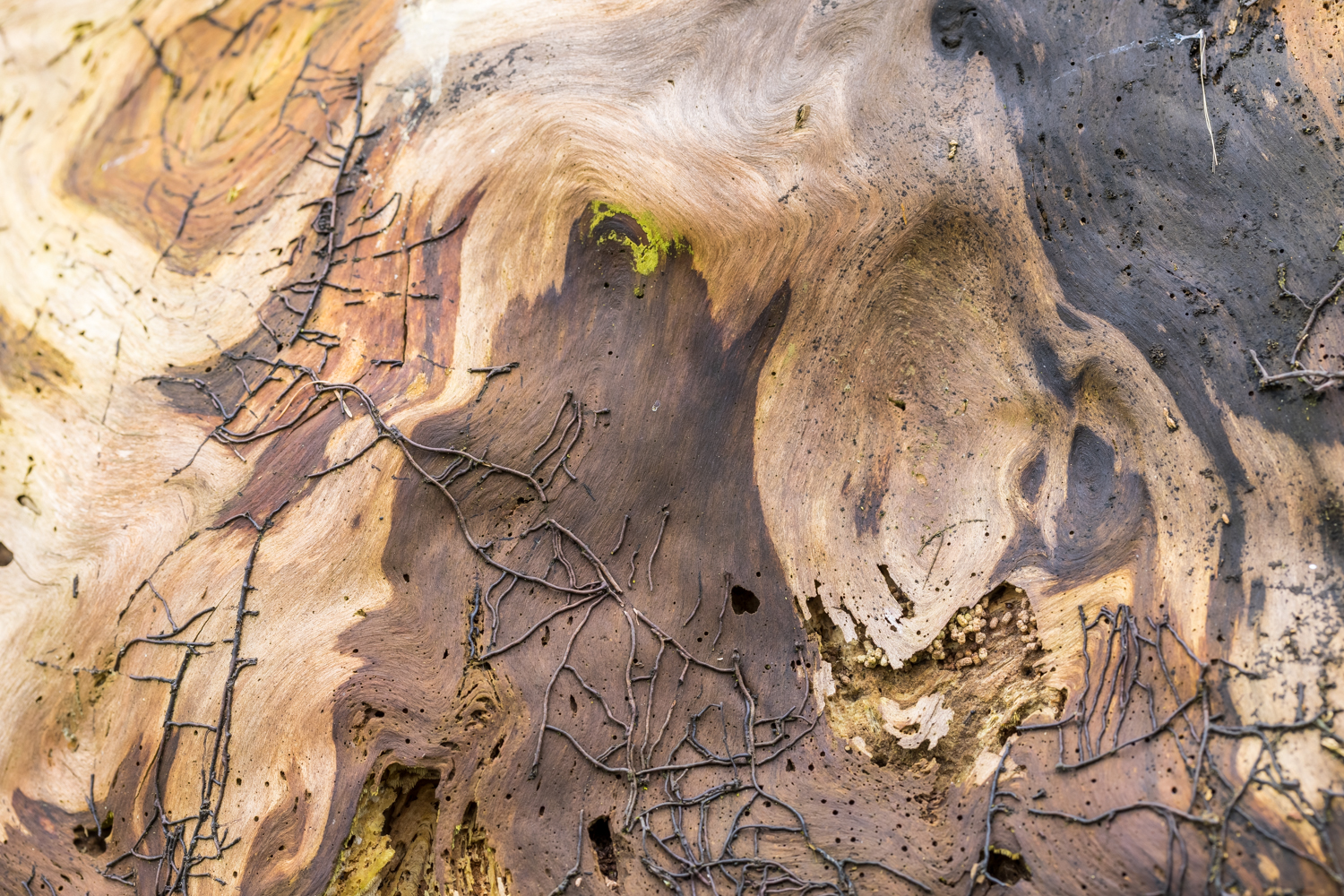 7 Baumstruktur 156110 19 04 12CK HDR