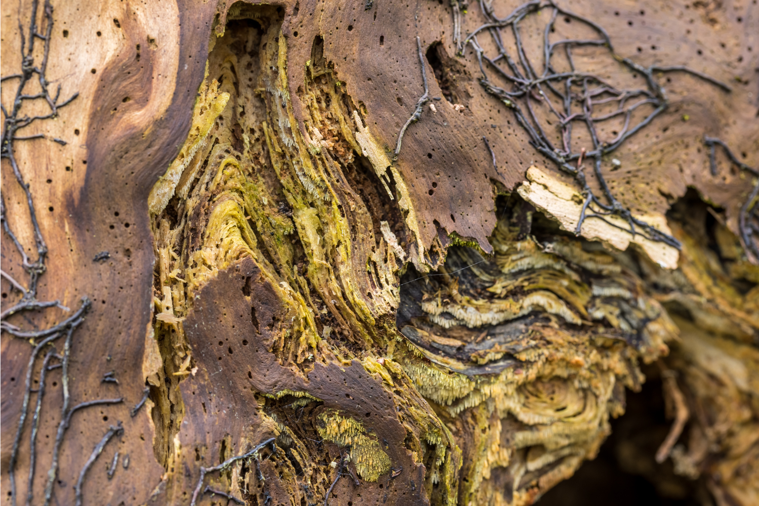 9 Baumstruktur 156120 19 04 12CK HDR