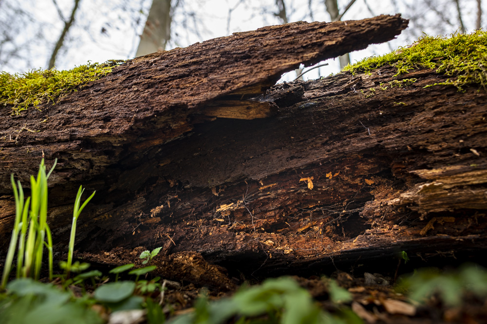 Robert Natur 20190412 0022 HDR
