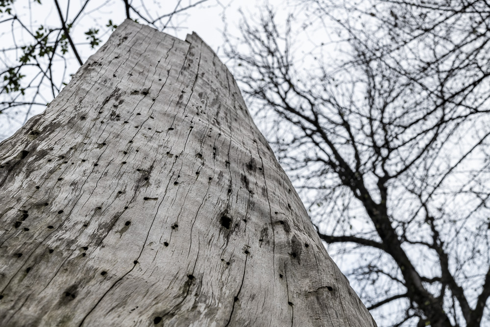 Robert Natur 20190412 0100