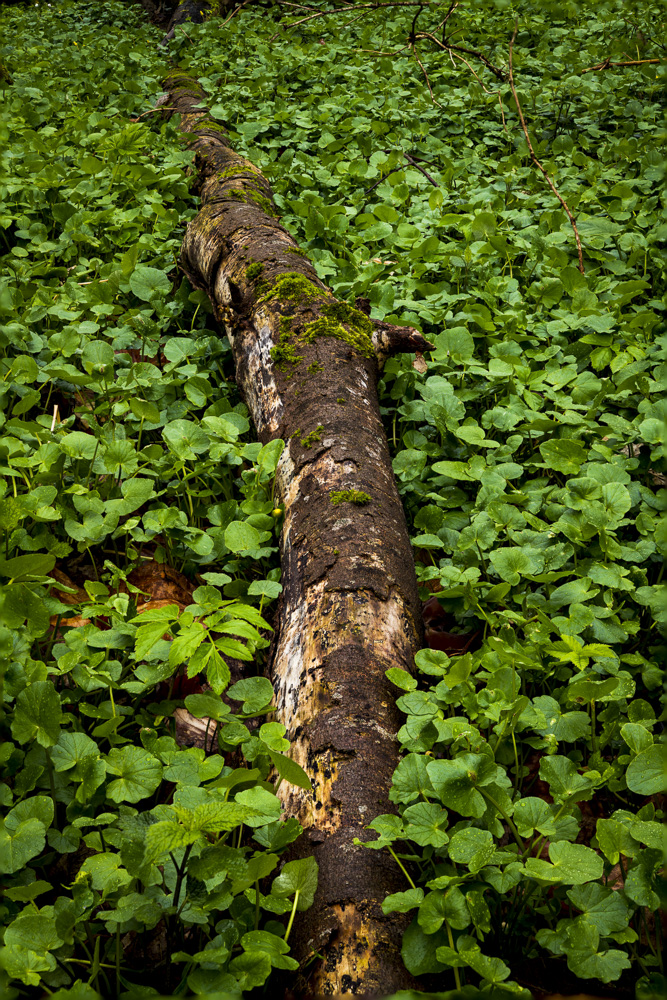 Robert Natur 20190414 0006 stack