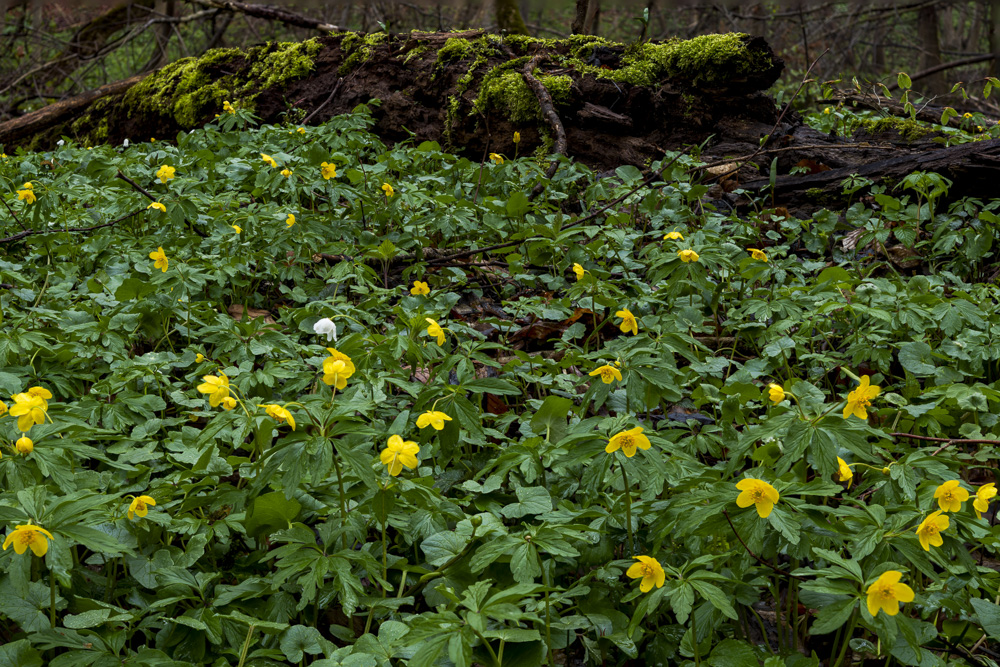 Robert Natur 20190414 0032 stack