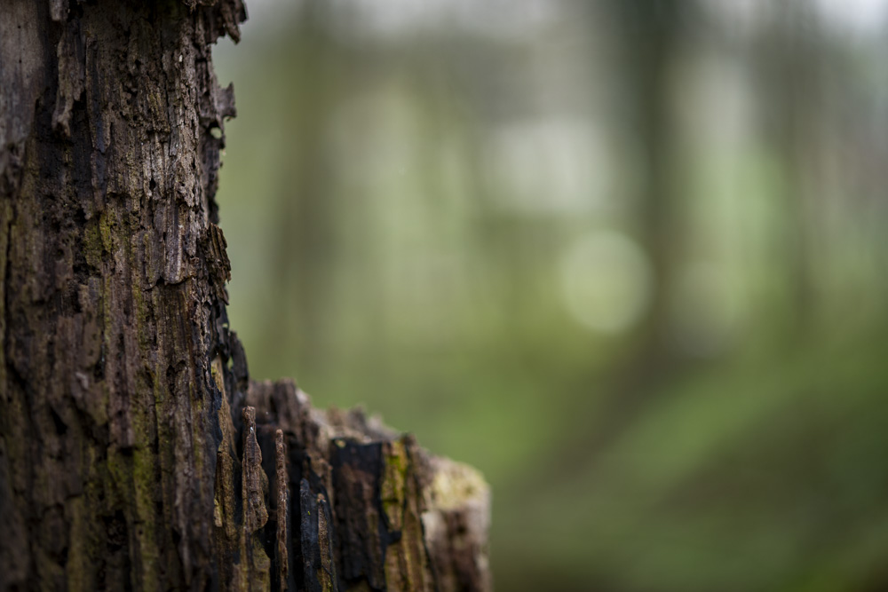 Robert Natur 20190414 0102