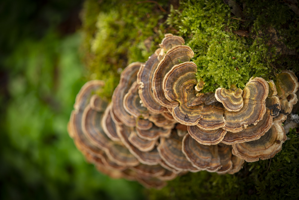 Robert Natur 20190414 0161