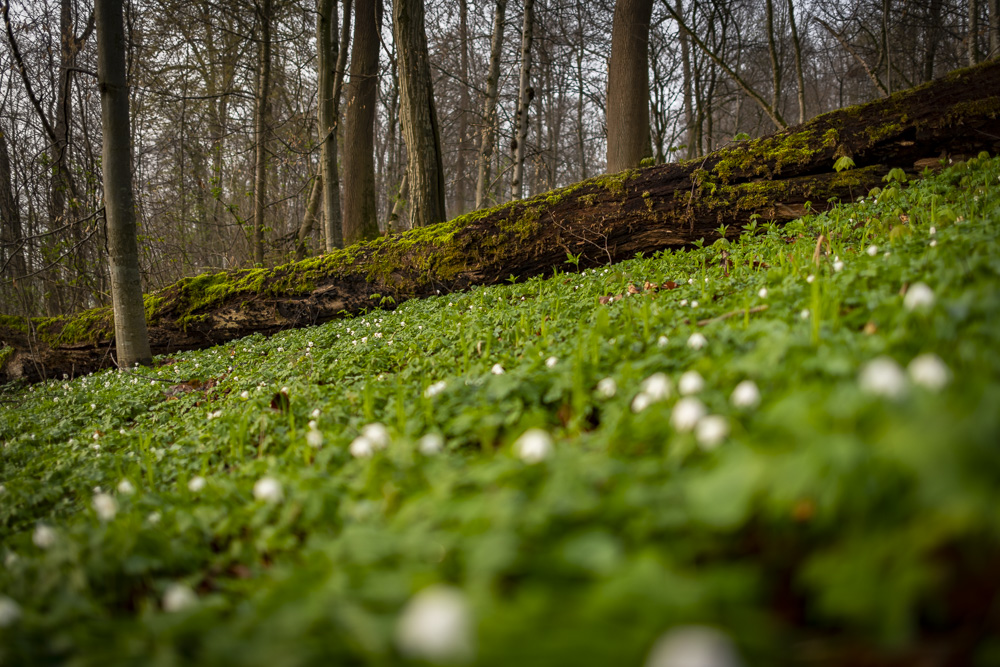 Robert Natur 20190414 0168