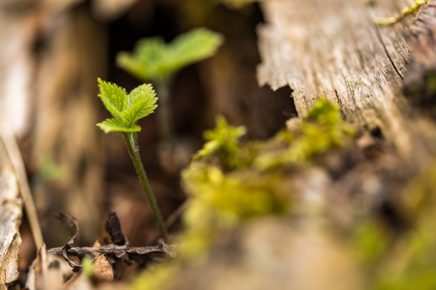 Todholz 156074 19 04 12CK