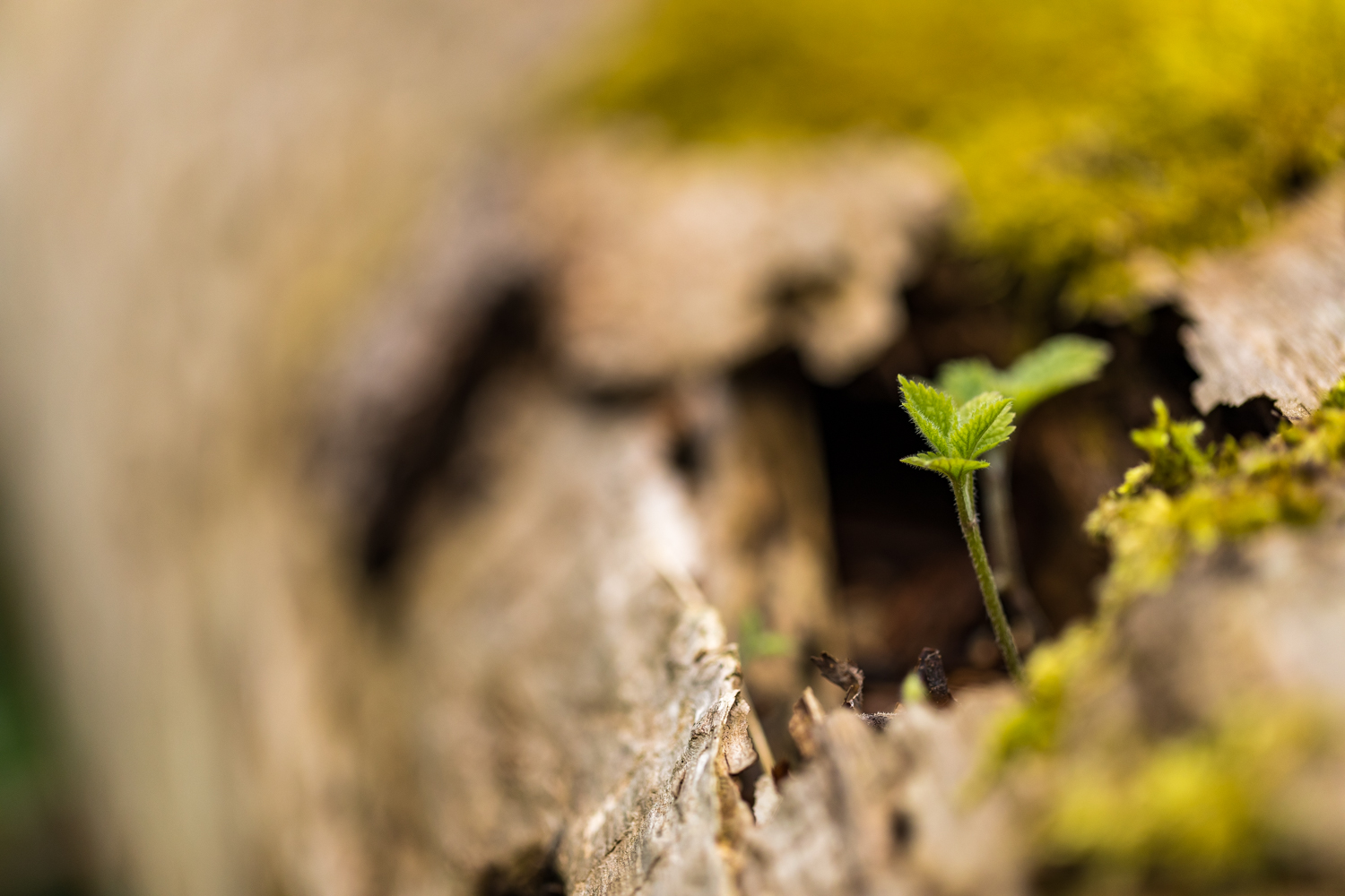 Todtholz 156045 19 04 12CK