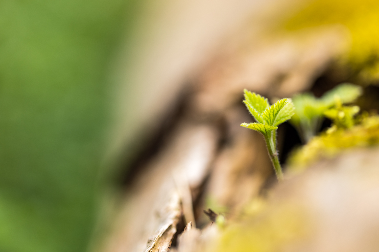 Todtholz 156047 19 04 12CK