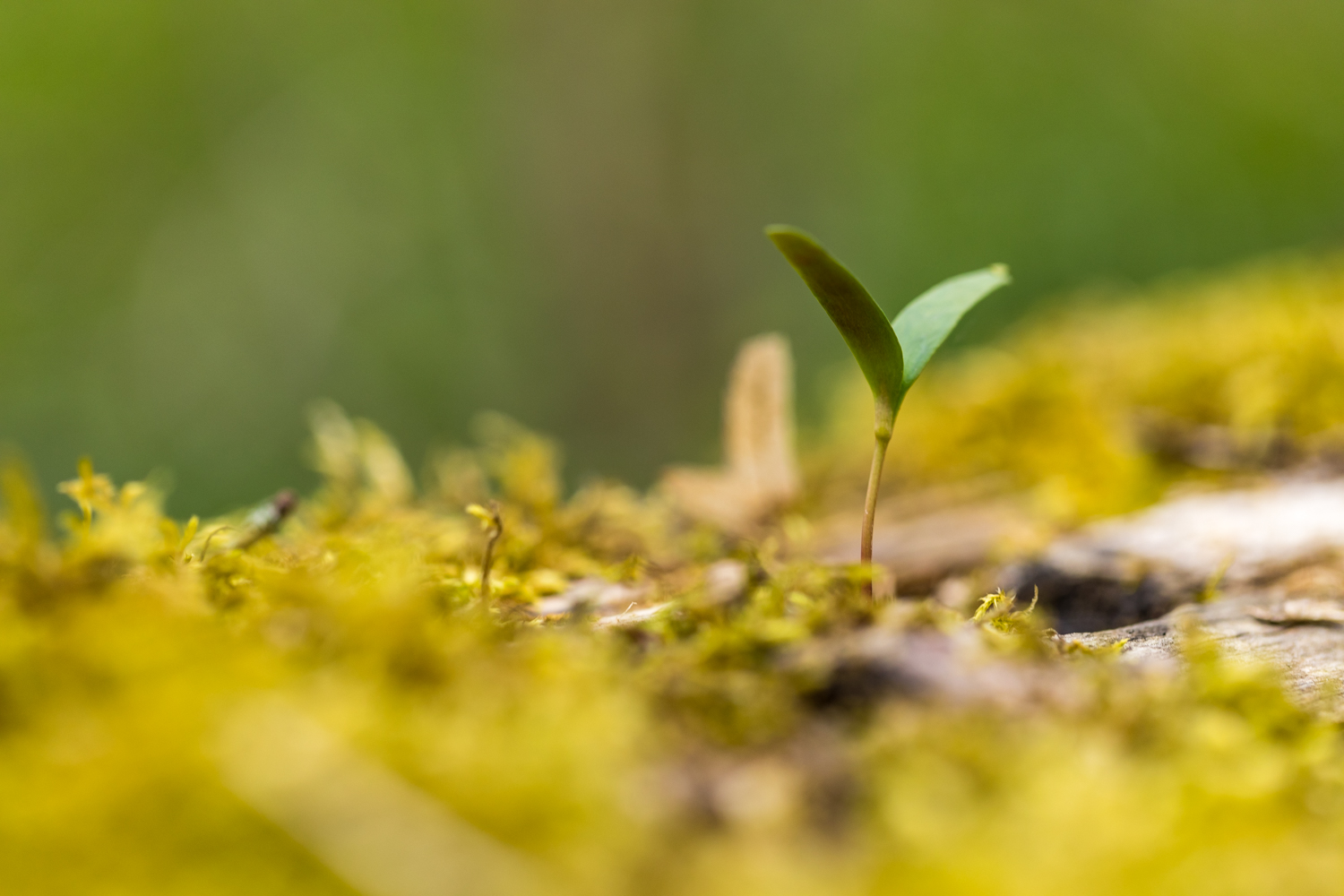 Todtholz 156051 19 04 12CK