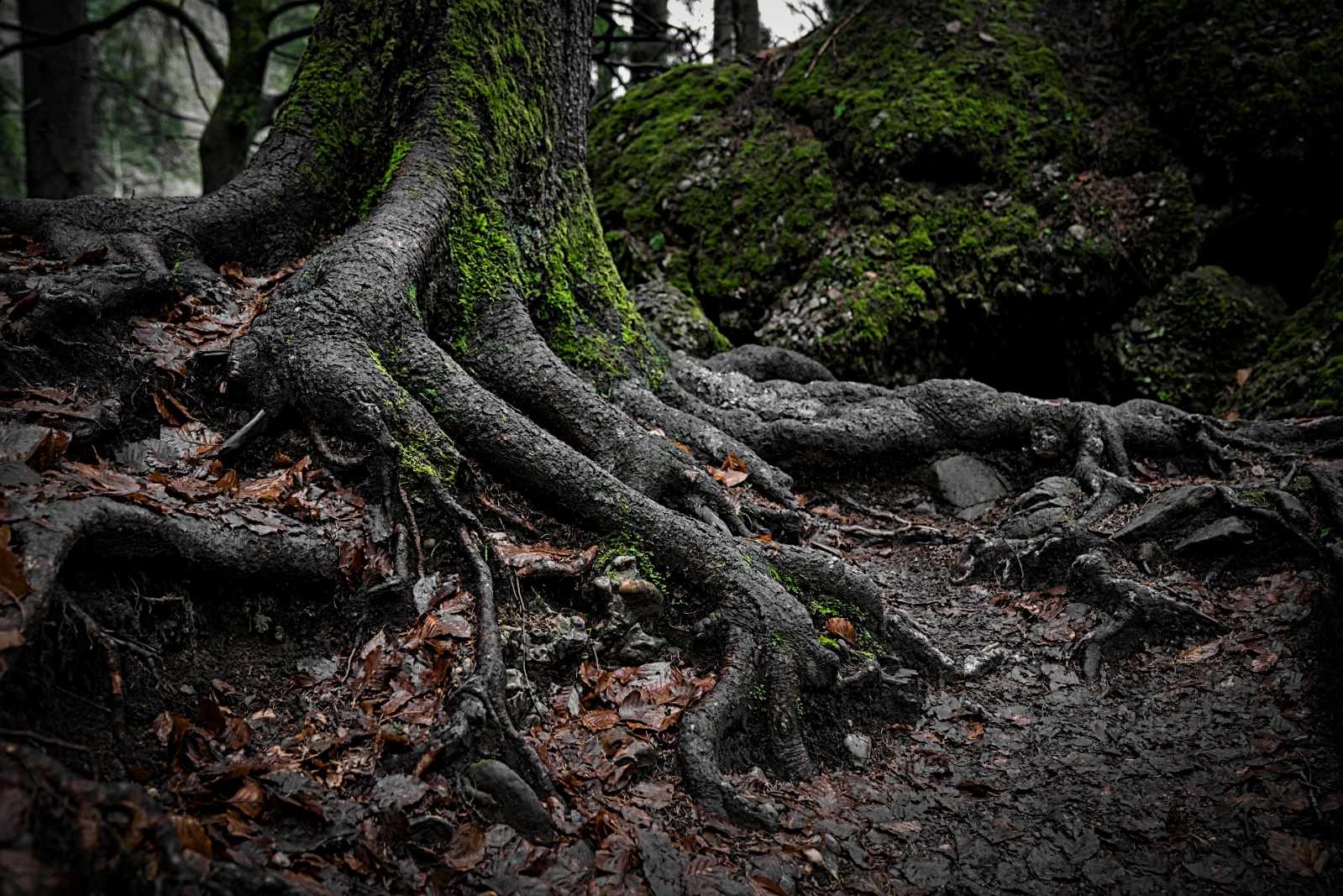 Unglert Haldertobel 05