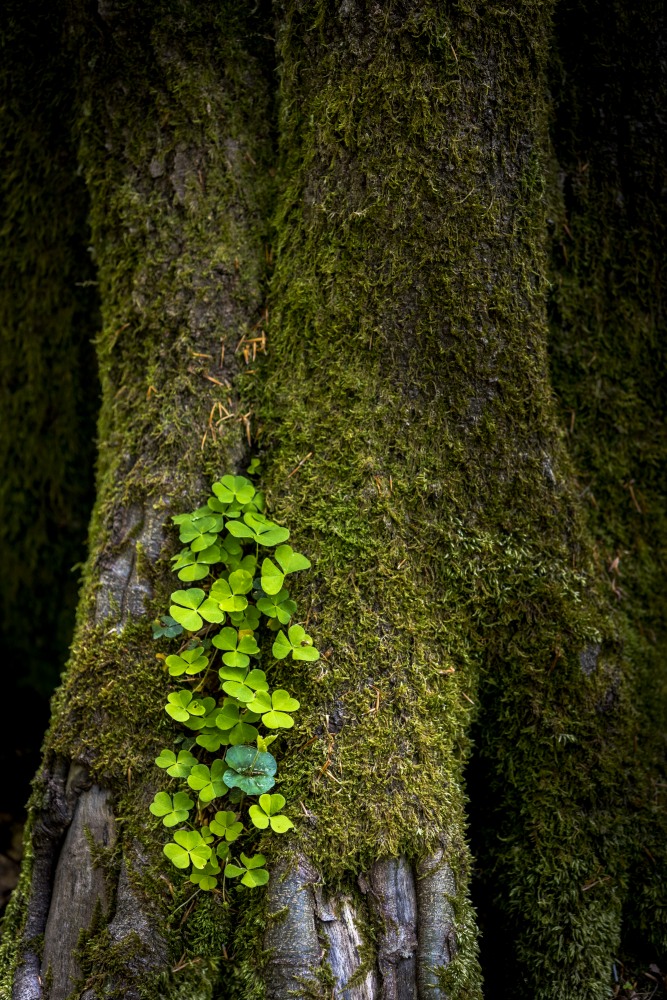 Buchenwald 20150510 043 01
