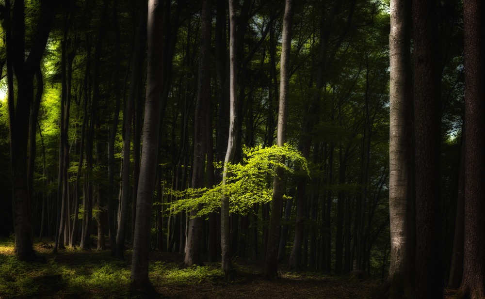 Buchenwald 20150510 076 Pano 01 01