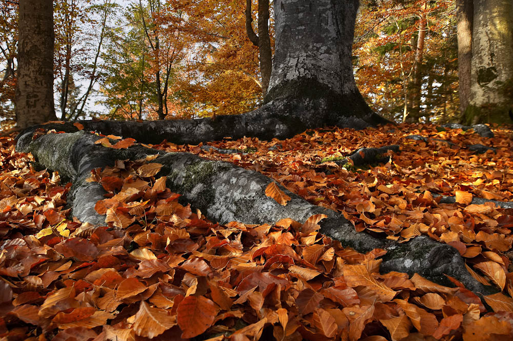 Monatsbilder November 2012