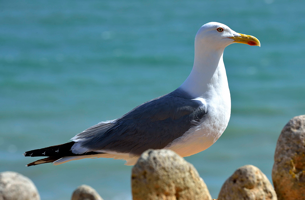 Algarve.M we.Reichert