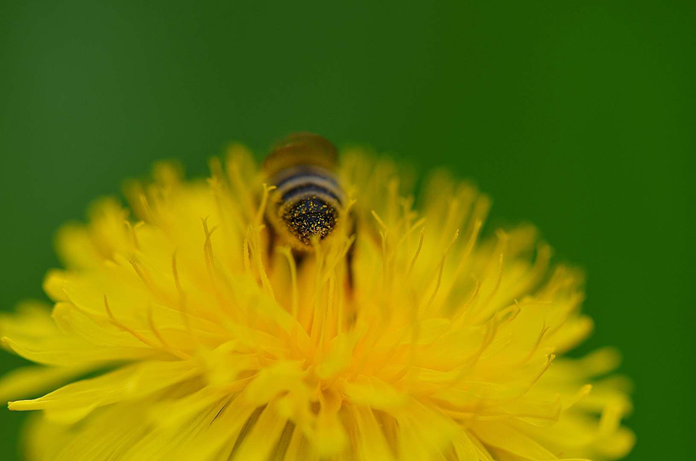 Biene L wenzahn.Reichert