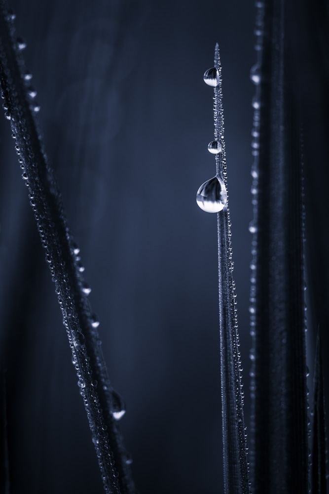 Fruehling 20170409 011 sw