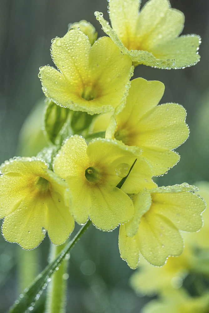 J rgen Teufelsk che 01