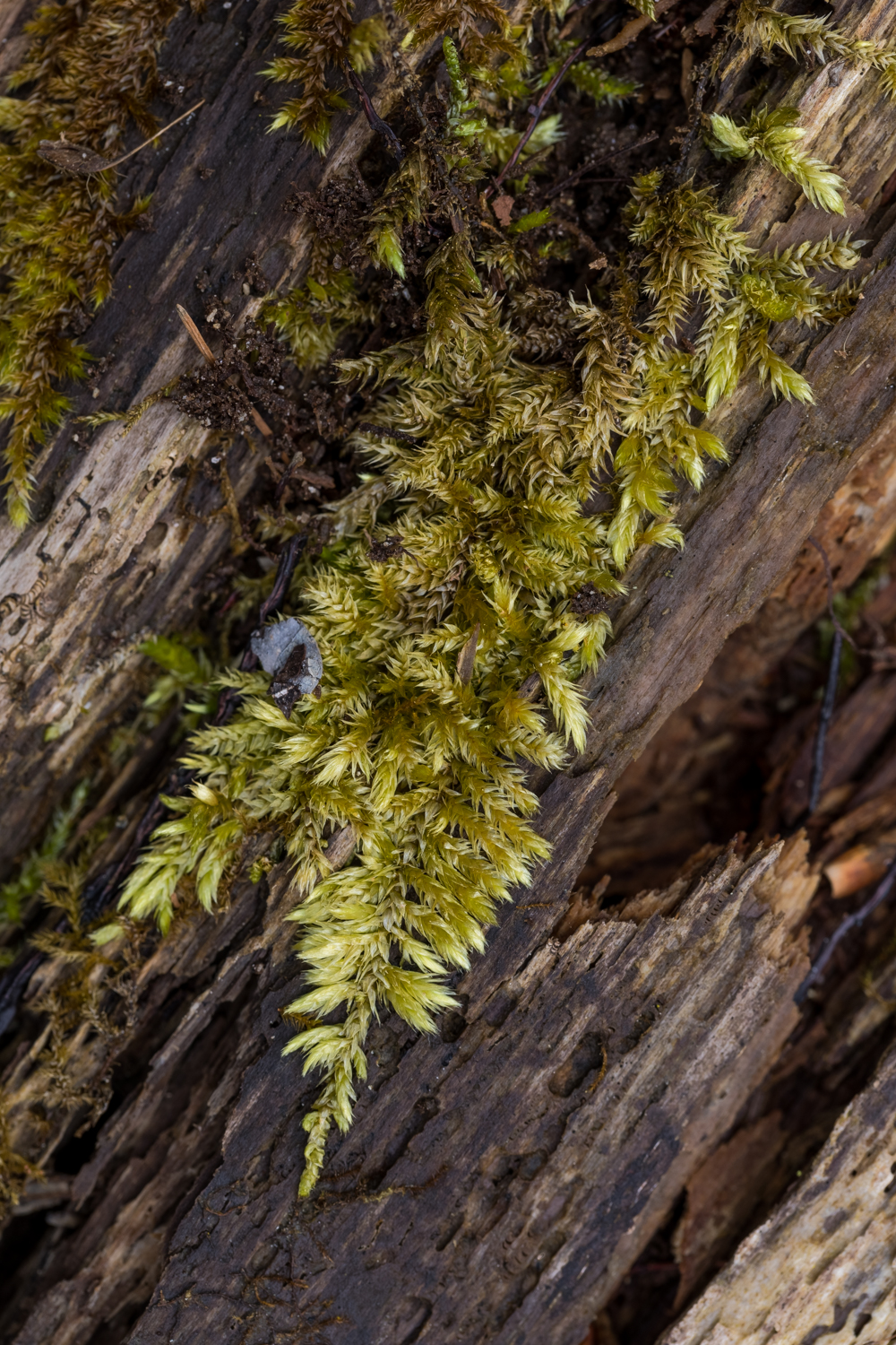 10 Moos 156125 19 04 12CK HDR