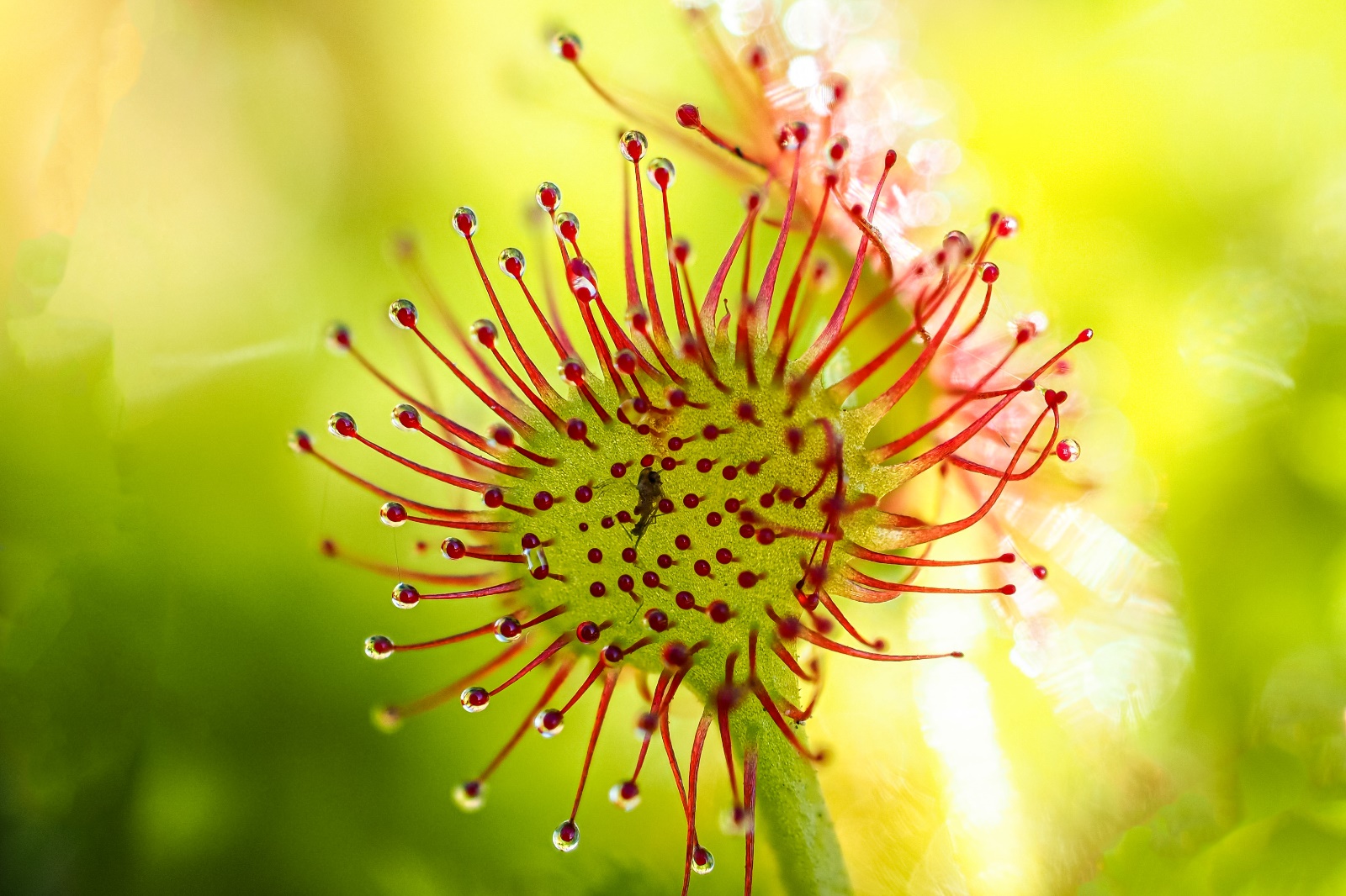 Feldmann Hochmoor 03
