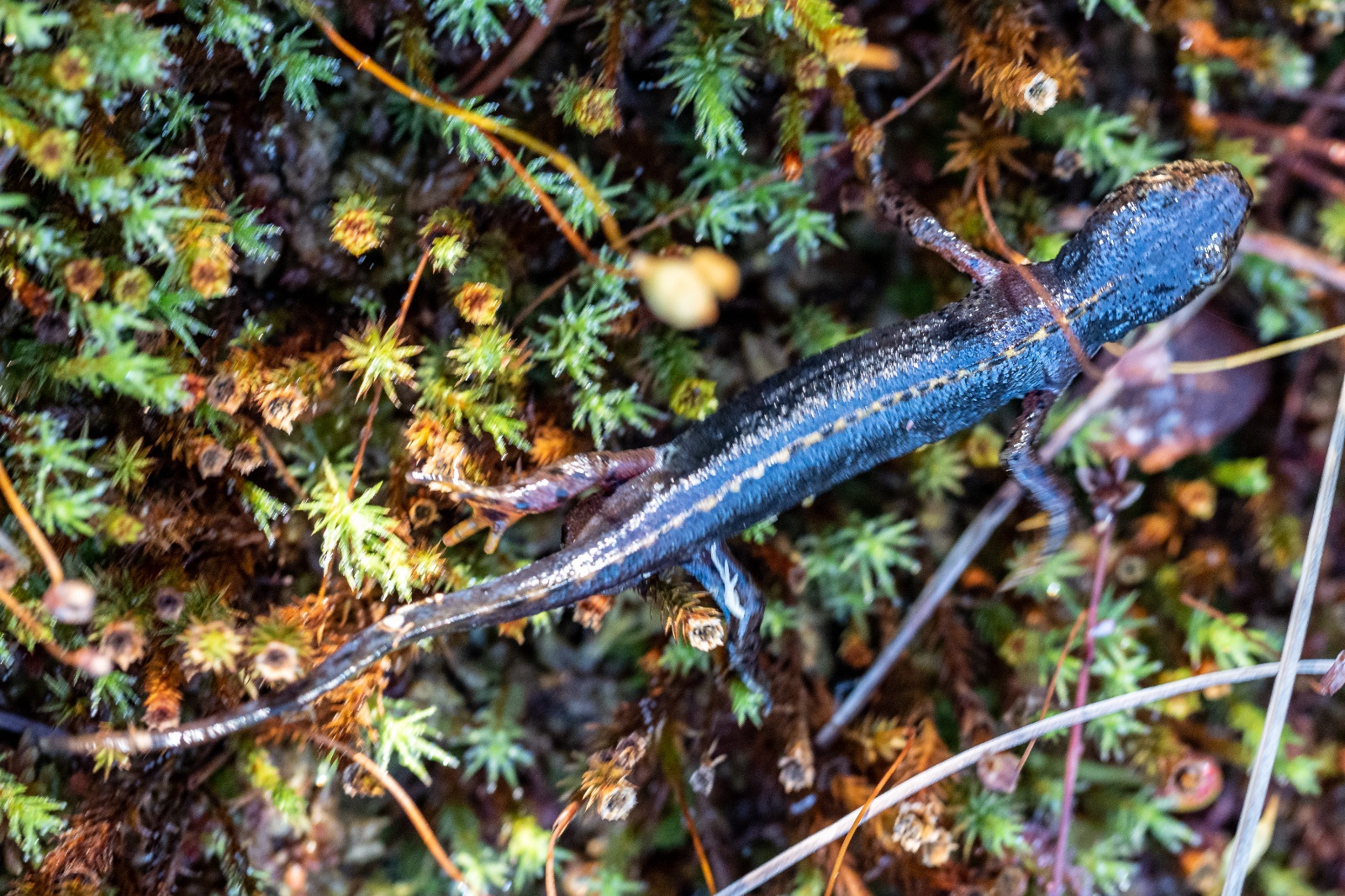 Feldmann Hochmoor 04