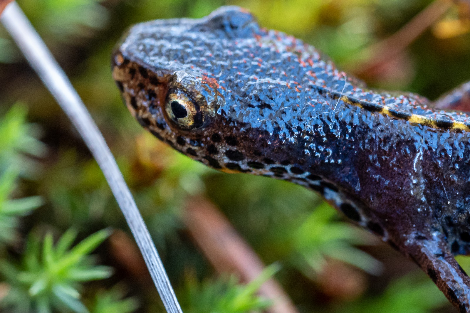 Feldmann Hochmoor 05