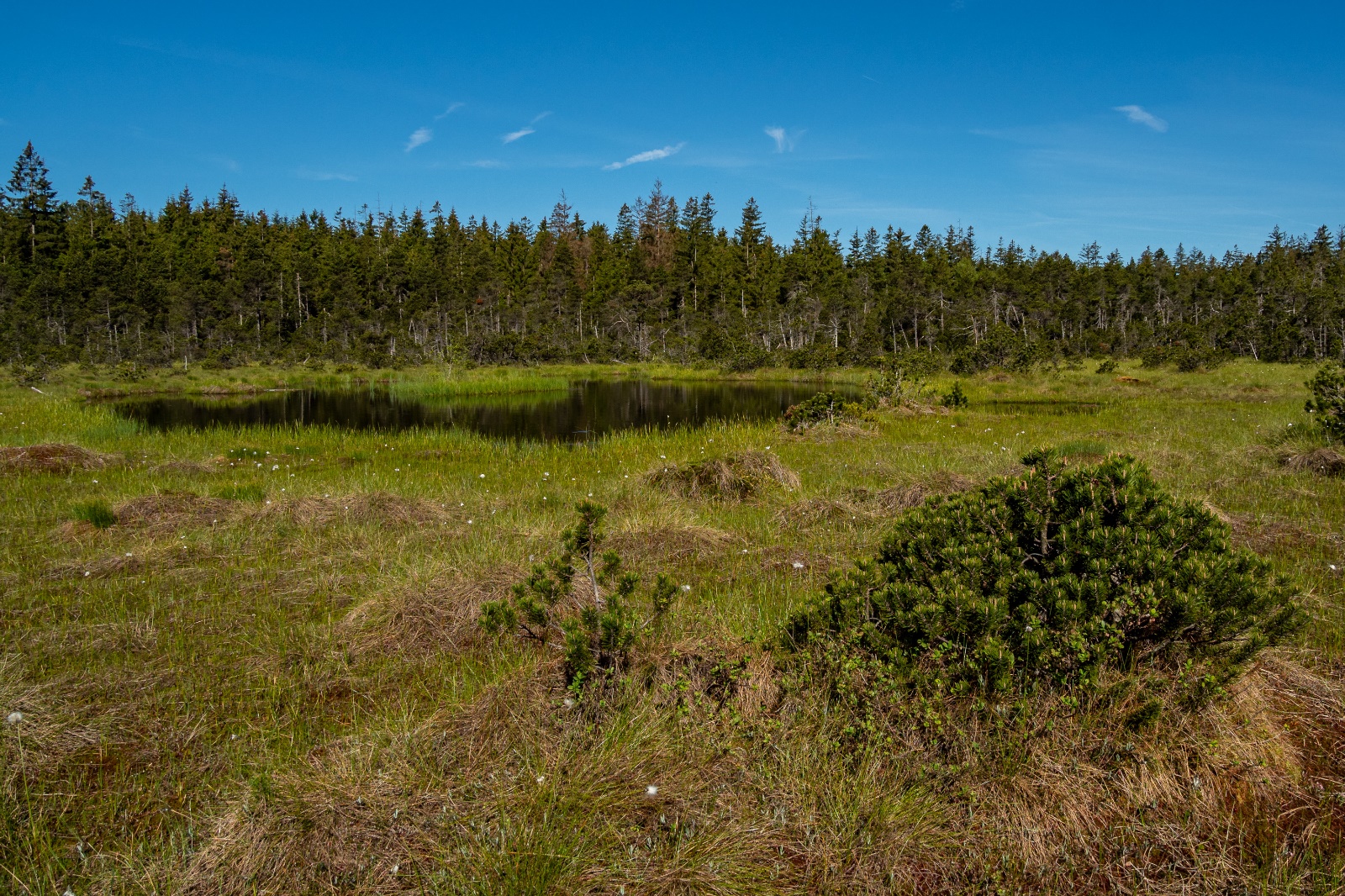 Feldmann Hochmoor 06