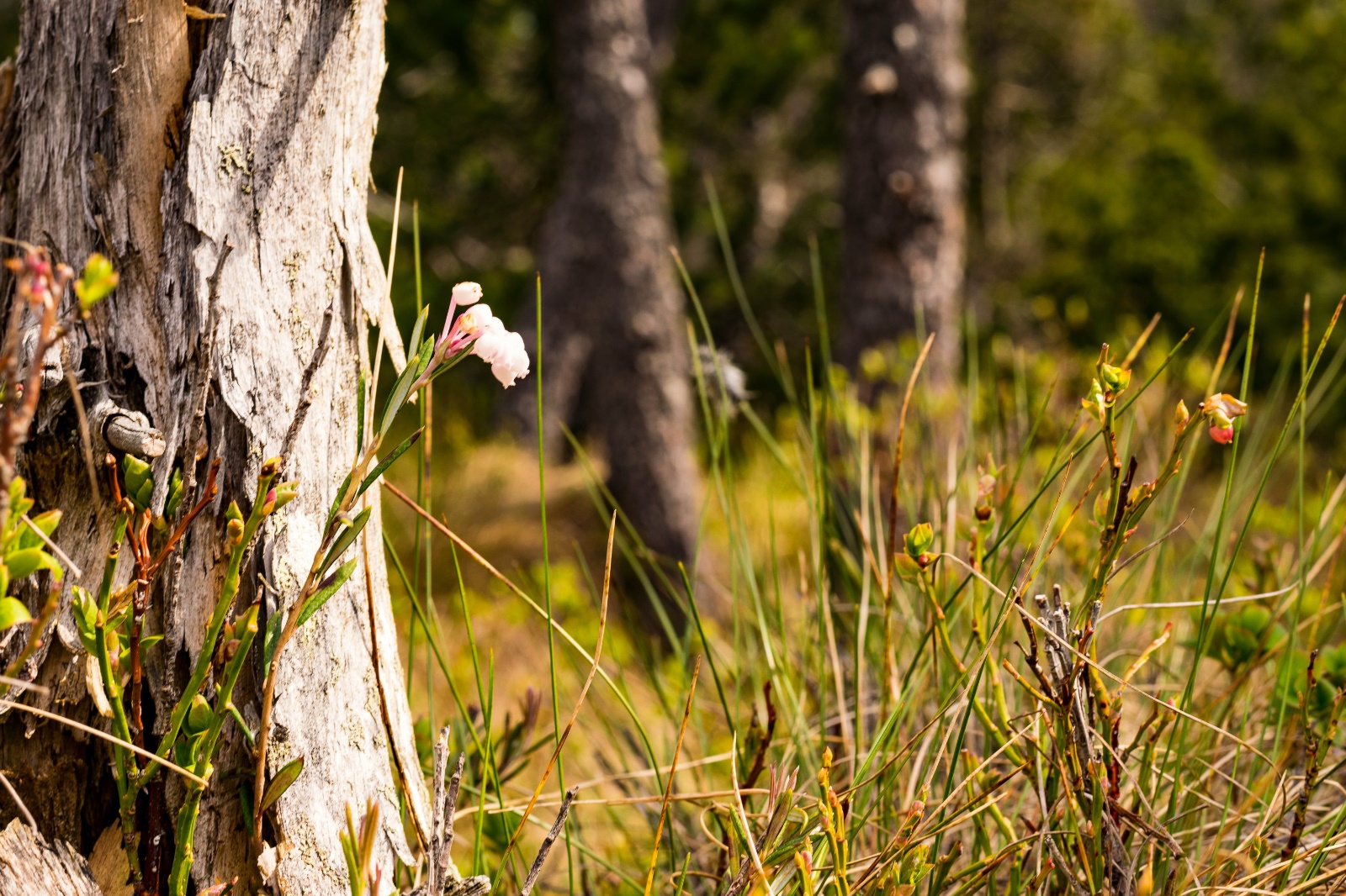 Kießling Hochmoor 02