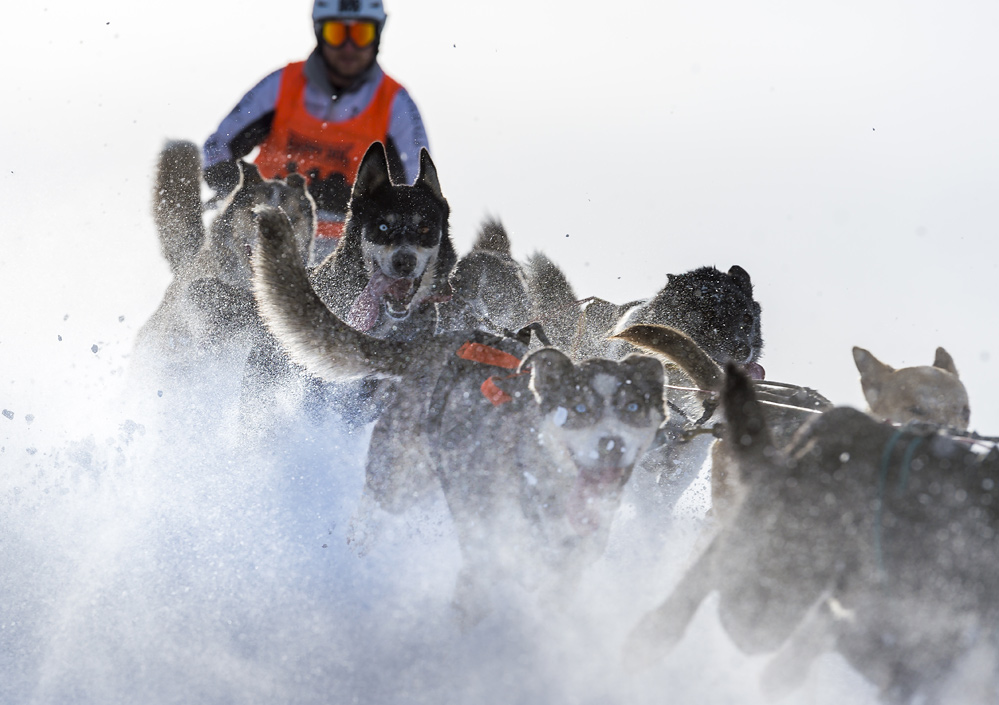 Robert Schlittenhunde 20150131 474