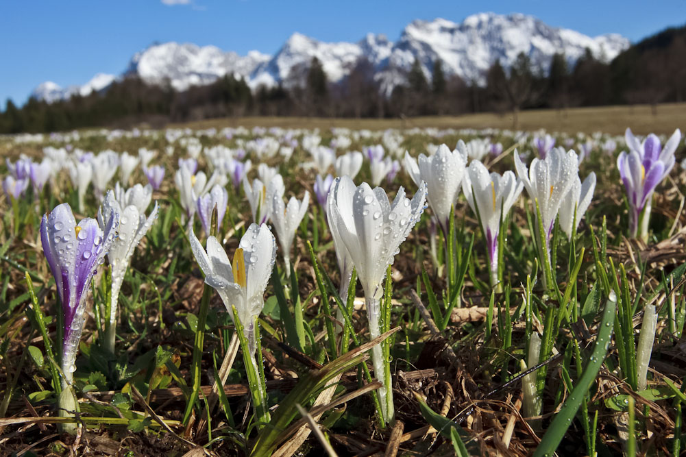 7. Platz Josef Schafnitzel