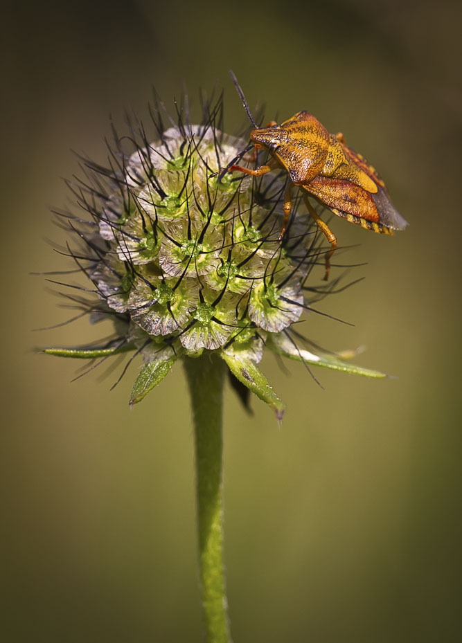 5. Platz Sieglinde Senser