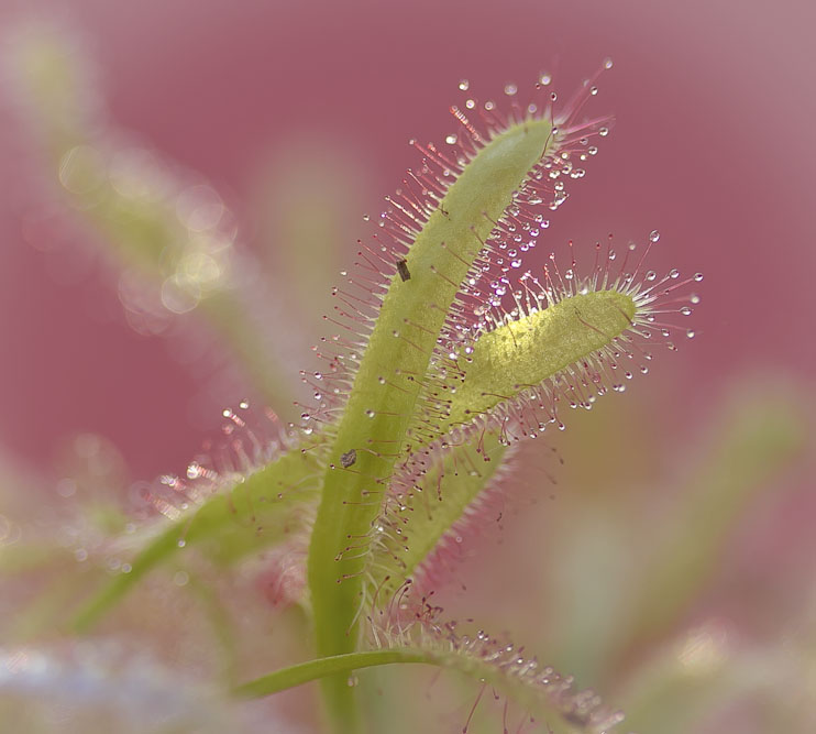 7. Platz Sieglinde Senser