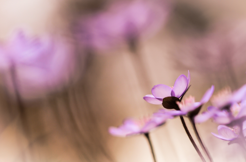 Senser Frühlingszauber