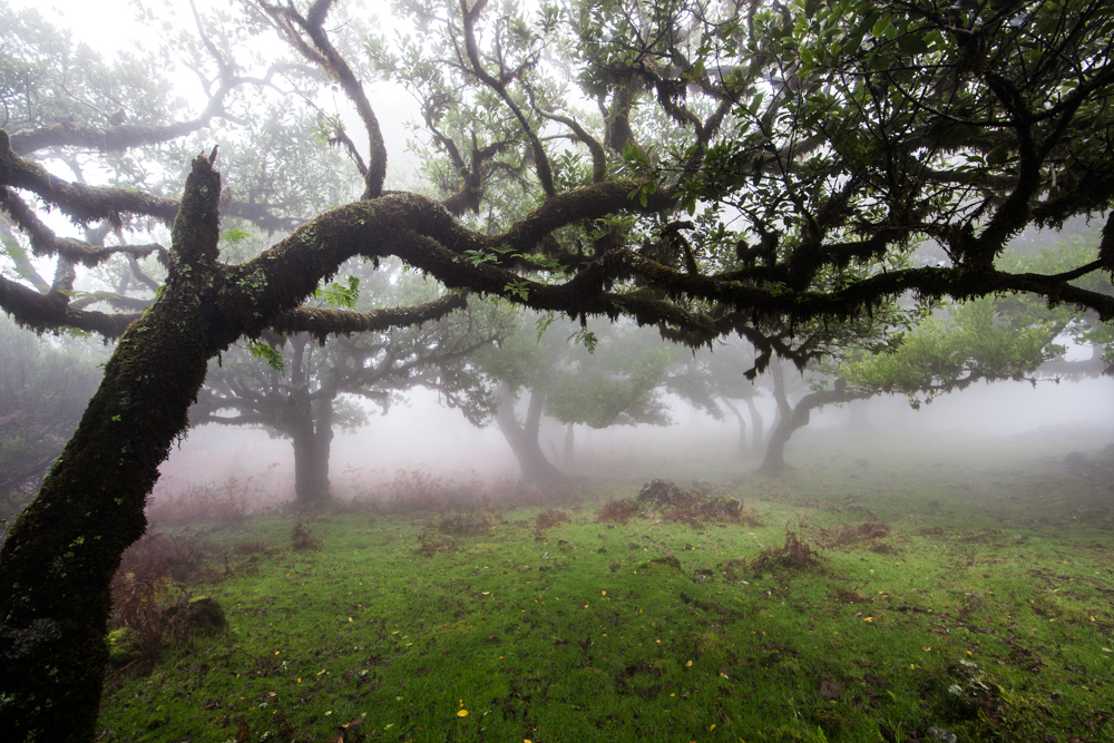 Klughammer Lorbeerwald